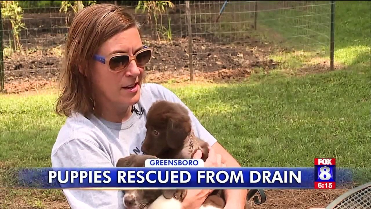 Puppies Rescued from Storm Drain Named After Animal Control Officers Who Saved Them