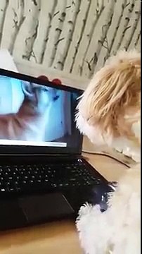 Dog barks at another dog through the laptop screen