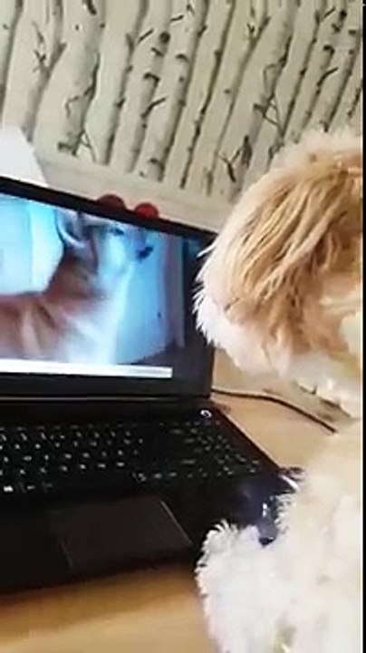 Dog barks at another dog through the laptop screen