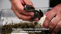 Royan: Naissance de bébés crocodiles nains d'Afrique