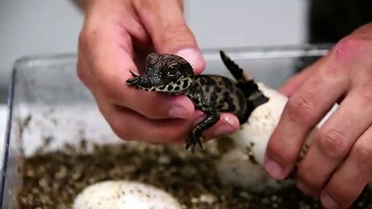 Royan: Naissance de bébés crocodiles nains d'Afrique