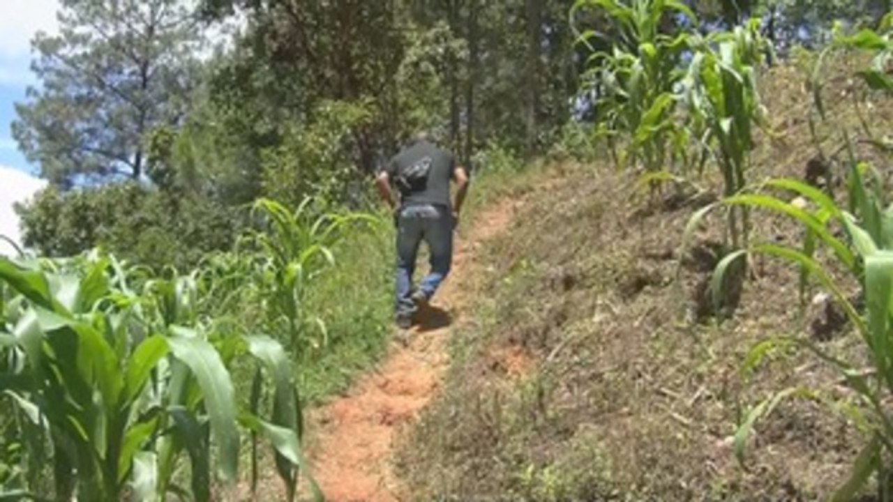 Cultivos de amapola, principal fuente de ingresos de los habitantes de Filo de Caballos