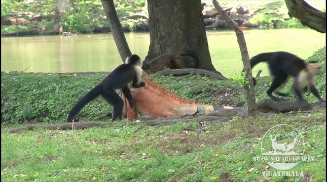 Des singes capucins et un gros iguane sont meilleurs amis