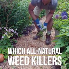 Which all-natural weed killers actually work? 