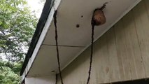 Attaque d'une armée de fourmis sur un nid de guêpes  (vidéo)