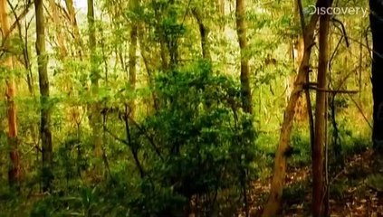 Criminal Minds - Ivan Milat (The Backpacker Murderer)