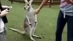 KANGAROO DECIDES HE DOESENT WANT TO SMELL THE FOOD HE WANTS TO TAKE IT