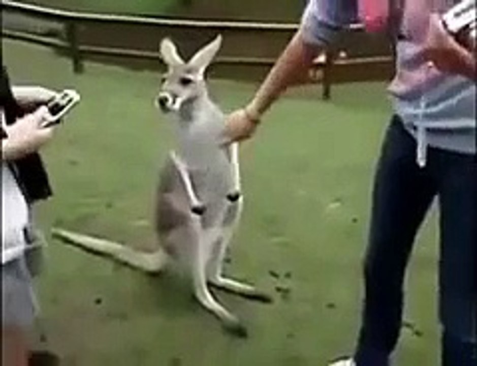 KANGAROO DECIDES HE DOESENT WANT TO SMELL THE FOOD HE WANTS TO TAKE IT
