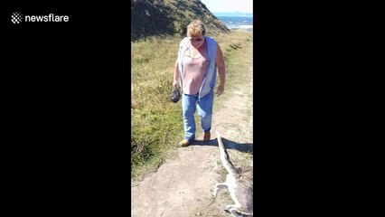 Poor pooch wipes out while running down a hill