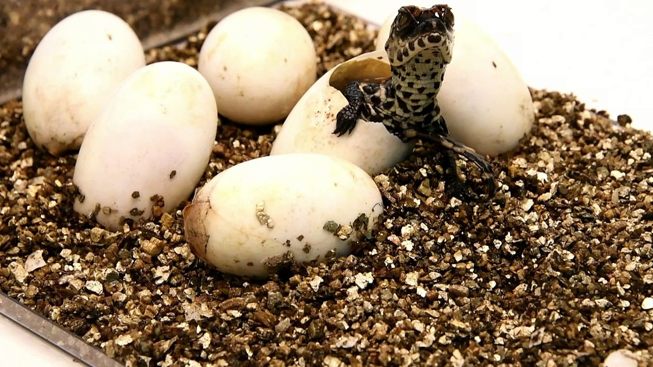 Pequenos e em perigo