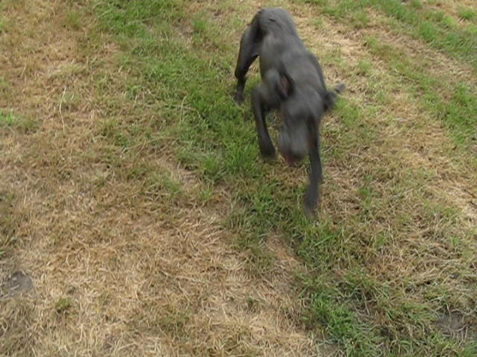 Luna is running...