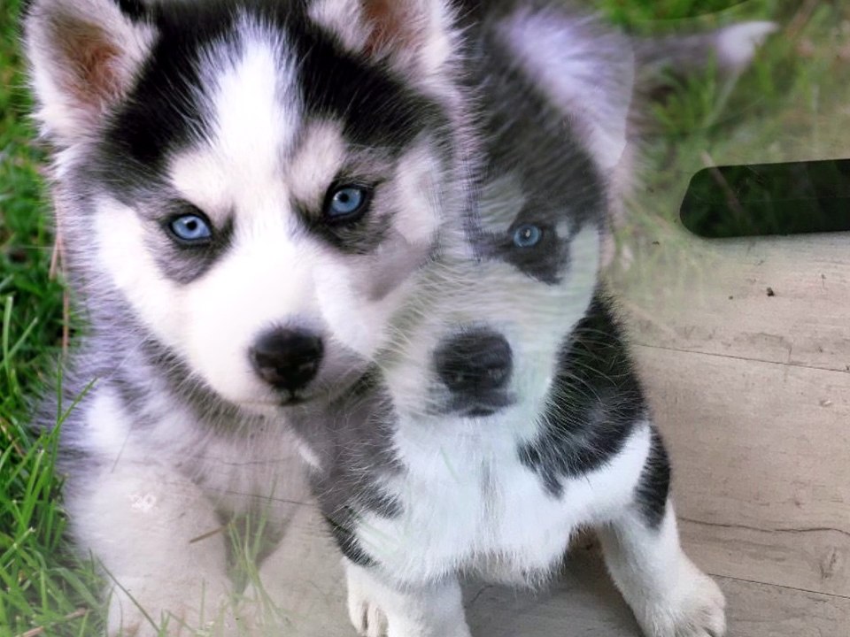 husky puppy