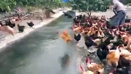 So Many Chickens Flying