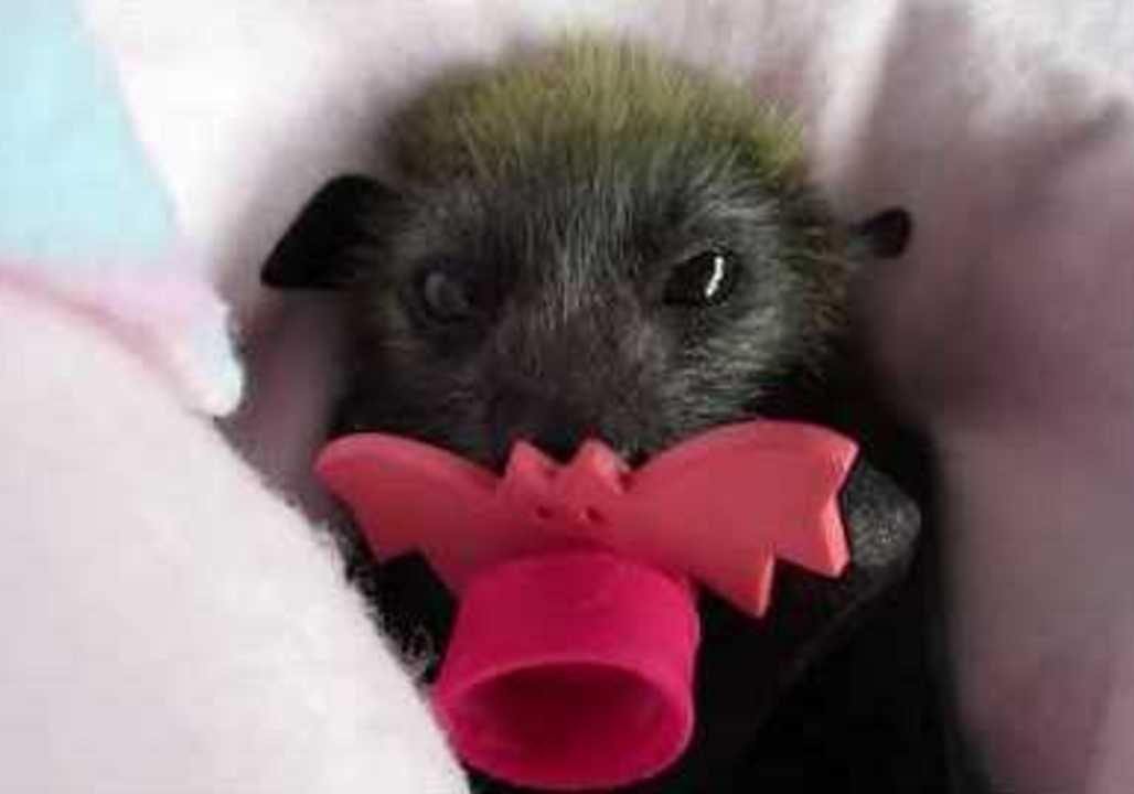 Baby Bat Survives Electrocution