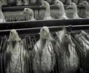 la débilité humaine