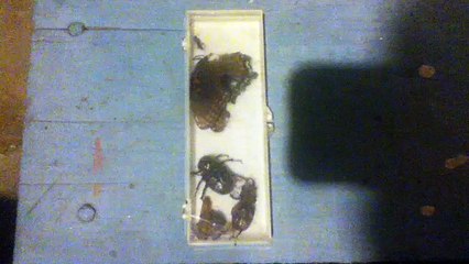 Mobile Capture Aug 25, 2018