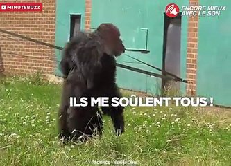 Toi aussi t'as un pote qui se sent plus dès qu'il y a embrouille via Newsflare