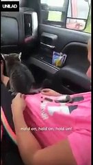 Gatinho faz cocô em garotinha histérica e sua reação fará você ganhar seu dia