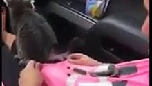 Gatinho faz cocô em garotinha histérica e sua reação fará você ganhar seu dia