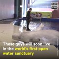 These beluga whales are leaving an aquarium tank to live in the first-ever open water sanctuary