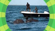 This Elephant Was Drowning Nine Miles Out To Sea  Then The Navy Team  Arrived