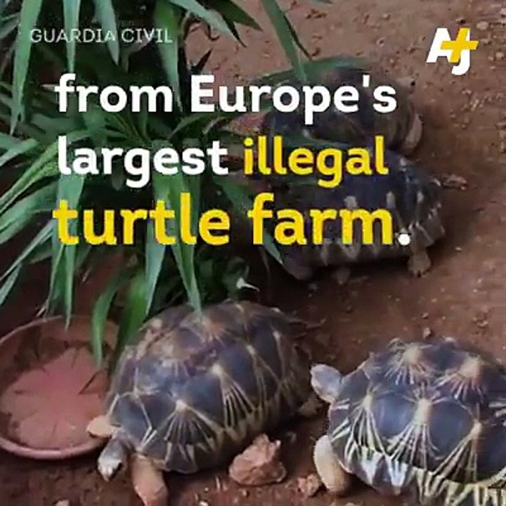 1,100 turtles were rescued from Europe's biggest illegal turtle farm.