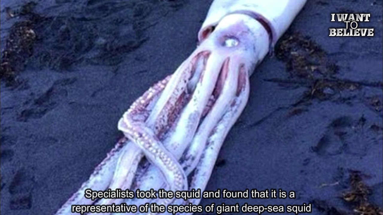 4-meter giant squid. And it's just a baby