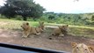 Lion attempts to join safari goers, opens car door