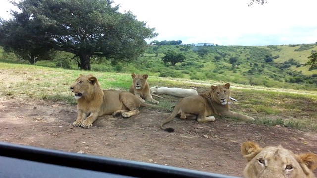Lion attempts to join safari goers, opens car door