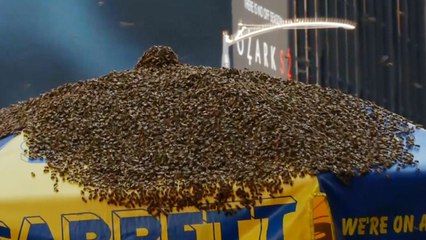 뉴욕 타임스퀘어 핫도그 노점상에 벌떼 소동 / YTN