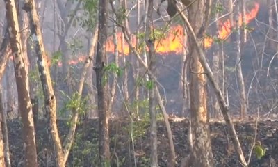 Hutan Jati di Ponorogo Terbakar