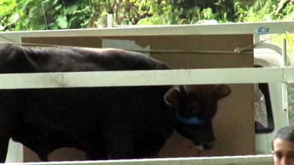 Yüzen Dana 'Ferdinand' İzmir'e Gitmek İçin Yola Çıktı