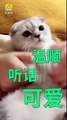 萌猫跳海草舞很乖？背后主人被狂咬