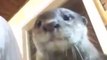 Have You Ever Heard An Otter Squeak