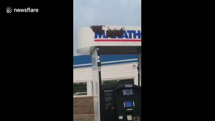 US man stunned by sight of thousands of bees when he fills up truck at gas station