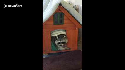 Wait until the end to see how gigantic this raccoon really is