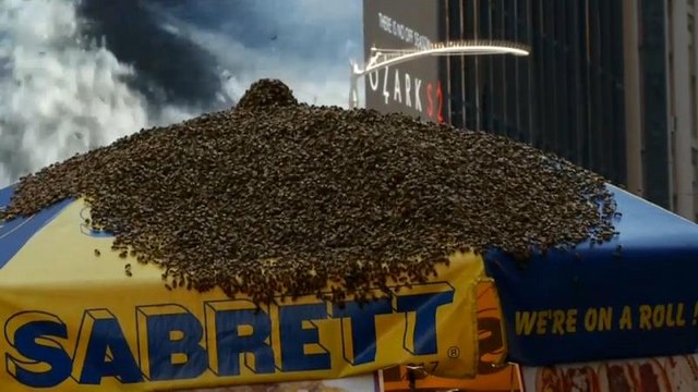 سرب من النحل يجتاح تايمز سكوير في نيويورك ويستدعي تدخل الشرطة