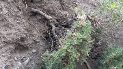 'Erozyon önleyici geveni söküp tandıra atmayın' uyarısı - IĞDIR