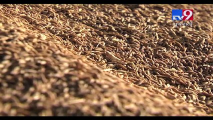 Vadodara & Pune laboratories show contradictory results of cumin seeds samples seized from Mehsana