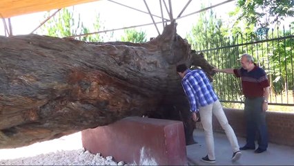 12 asırlık çam vatandaşlar tarafından ilgi görüyor