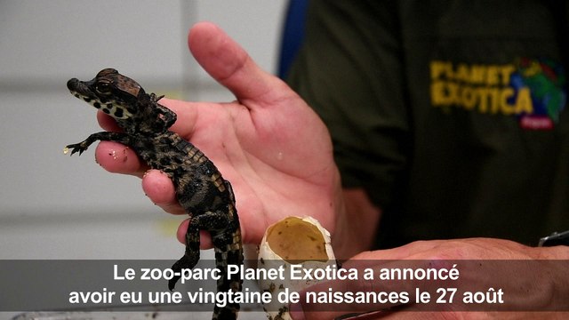 Royan : Naissance de bébés crocodiles nains d'Afrique