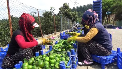 Mandalina hasadı başladı