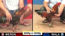 Đá gà campuchia mới nhất 2018 ngày 29/08/2018 - Video 5
