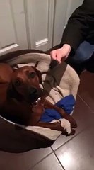 Dog doesn t answer and acts guilty when asked if he has eaten his own bed