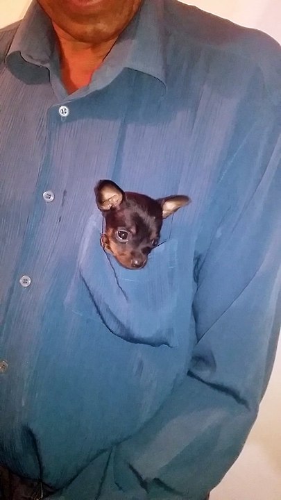 Pocket Puppy