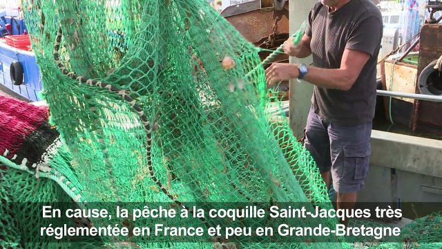 La guerre de la coquille saint Jacques fait rage en Normandie