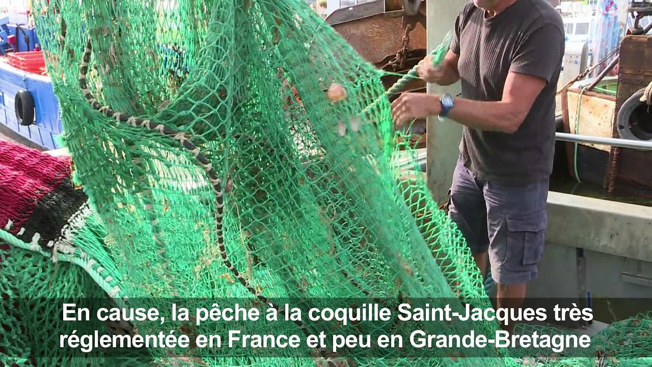 La guerre de la coquille saint Jacques fait rage en Normandie