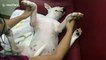 Injured dog gets post-shower massage