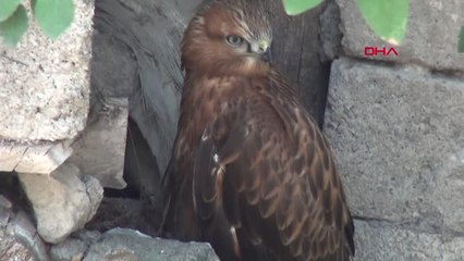 Çorum Üç Kardeş Yaralı Şahine Sahip Çıktı Hd