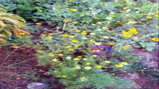 marigold,uses of marigold,genda phool,zendu,genda flower ke fayde,ayurvedic nuskhe